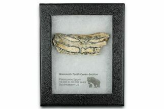 Mammoth Molar Slice With Case - South Carolina #349957