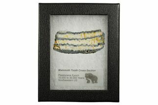 Mammoth Molar Slice With Case - South Carolina #349960