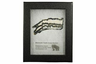 Mammoth Molar Slice With Case - South Carolina #349964