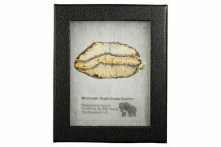 Mammoth Molar Slice With Case - South Carolina #349970