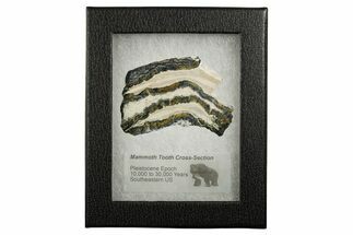 Mammoth Molar Slice With Case - South Carolina #349980