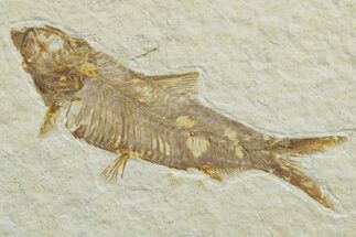 Detailed Fossil Fish (Knightia) - Wyoming #349574