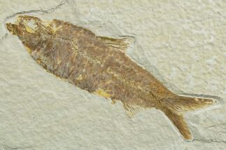 Detailed Fossil Fish (Knightia) - Wyoming #349601