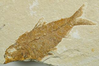 Bargain, Fossil Fish (Knightia) - Wyoming #349605