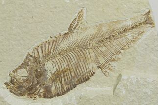 Bargain, Detailed Fossil Fish (Diplomystus) - Wyoming #349625