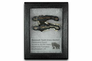 Mammoth Molar Slice With Case - South Carolina #349986