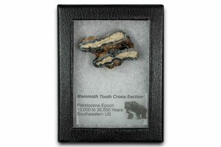 Mammoth Molar Slice With Case - South Carolina #349988