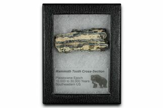 Mammoth Molar Slice With Case - South Carolina #349992