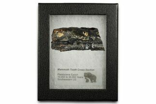 Mammoth Molar Slice With Case - South Carolina #349999