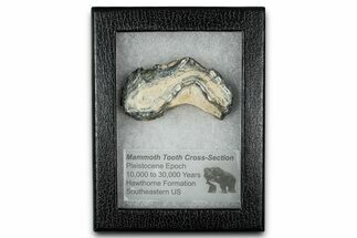 Mammoth Molar Slice With Case - South Carolina #350002