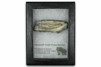 Mammoth Molar Slice With Case - South Carolina #350005