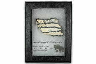 Mammoth Molar Slice With Case - South Carolina #350006