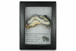 Mammoth Molar Slice With Case - South Carolina #350007