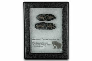 Mammoth Molar Slices With Case - South Carolina #350012