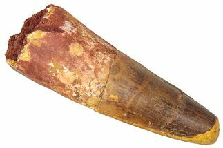 Fossil Spinosaurus Tooth - Feeding Worn Tip #350109
