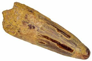 Fossil Spinosaurus Tooth - Real Dinosaur Tooth #350113