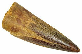 Fossil Spinosaurus Tooth - Real Dinosaur Tooth #350118