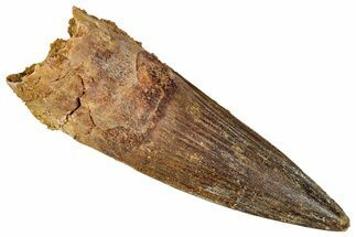 Fossil Spinosaurus Tooth - Real Dinosaur Tooth #350126