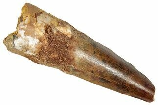Fossil Spinosaurus Tooth - Real Dinosaur Tooth #350129
