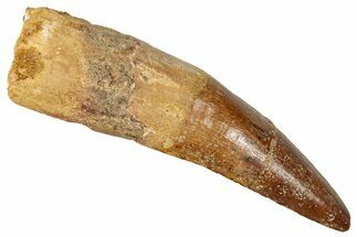 Fossil Spinosaurus Tooth - Real Dinosaur Tooth #350132