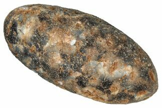 Fossil Cycadophyte Seed Cone - Boujdour, Morocco #349102