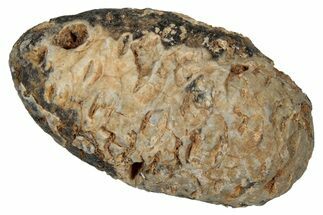 Fossil Cycadophyte Seed Cone - Boujdour, Morocco #349104
