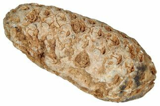Fossil Cycadophyte Seed Cone - Boujdour, Morocco #349106