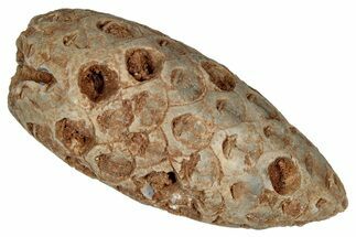 Fossil Cycadophyte Seed Cone - Boujdour, Morocco #349108