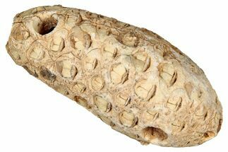 Fossil Cycadophyte Seed Cone - Boujdour, Morocco #349112