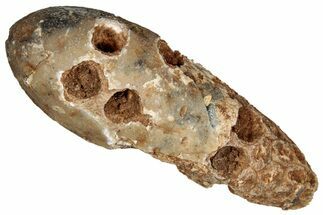 Fossil Cycadophyte Seed Cone - Boujdour, Morocco #349114