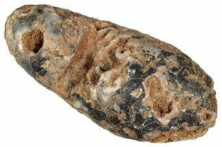 Fossil Cycadophyte Seed Cone - Boujdour, Morocco #349118