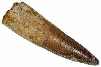 Bargain, Fossil Spinosaurus Tooth - Real Dinosaur Tooth #350067