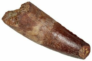 Fossil Spinosaurus Tooth - Feeding Worn Tip #350084