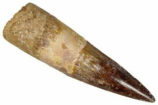Fossil Spinosaurus Tooth - Real Dinosaur Tooth #350091
