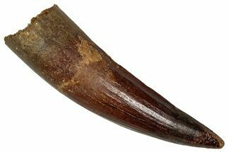 Fossil Spinosaurus Tooth - Real Dinosaur Tooth #350093