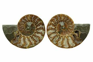 Cut & Polished, Agatized Ammonite Fossil - Madagascar #348996