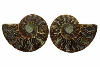Cut & Polished, Agatized Ammonite Fossil - Madagascar #348998