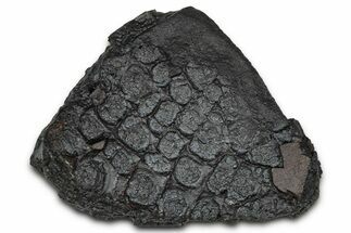Dragon Scale Stone (Iron, Manganese, Siderite Nodule) #350193