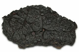 Dragon Scale Stone (Iron, Manganese, Siderite Nodule) #350195