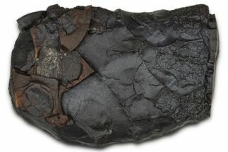 Dragon Scale Stone (Iron, Manganese, Siderite Nodule) #350203