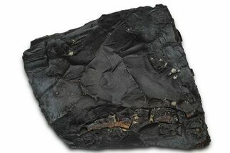 Dragon Scale Stone (Iron, Manganese, Siderite Nodule) #350205
