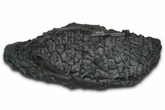 Dragon Scale Stone (Iron, Manganese, Siderite Nodule) #350212