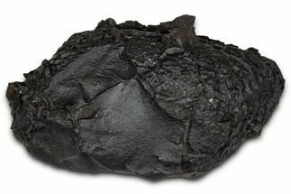 Dragon Scale Stone (Iron, Manganese, Siderite Nodule) #350214