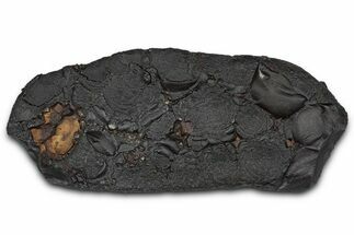 Dragon Scale Stone (Iron, Manganese, Siderite Nodule) #350222