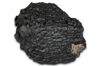 Dragon Scale Stone (Iron, Manganese, Siderite Nodule) #350224