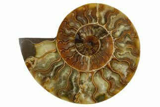 Cut & Polished Ammonite Fossil (Half) - Madagascar #347496