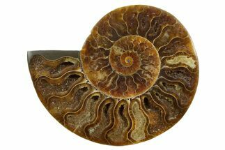 Cut & Polished Ammonite Fossil (Half) - Madagascar #347507