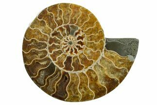 Cut & Polished Ammonite Fossil (Half) - Madagascar #347516