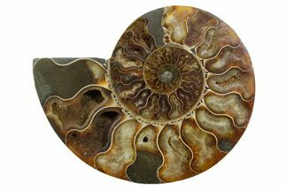 Cut & Polished Ammonite Fossil (Half) - Madagascar #347556