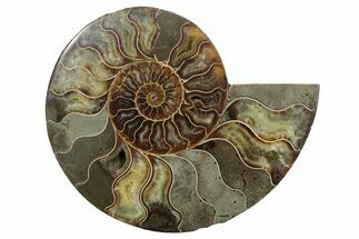 Cut & Polished Ammonite Fossil (Half) - Madagascar #347839